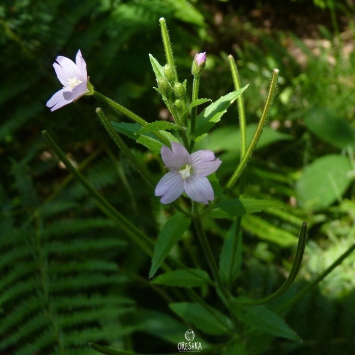 Epilobium montanum l. — кипрей горный