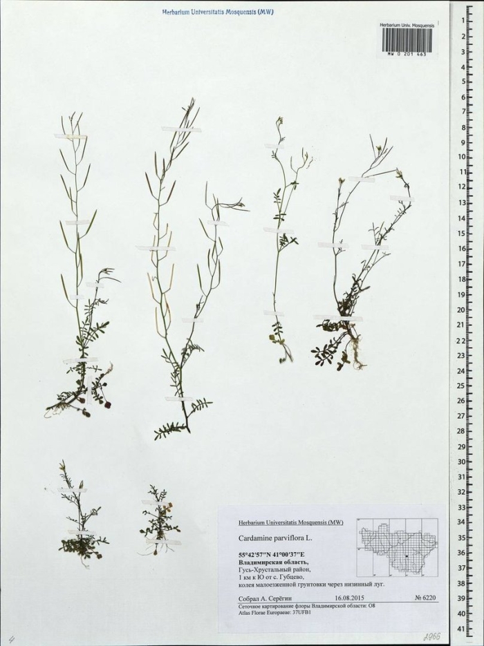 Cardamine parviflora