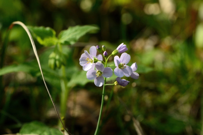 Cardamine pratensis