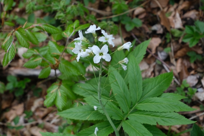 Cardamine heptaphylla
