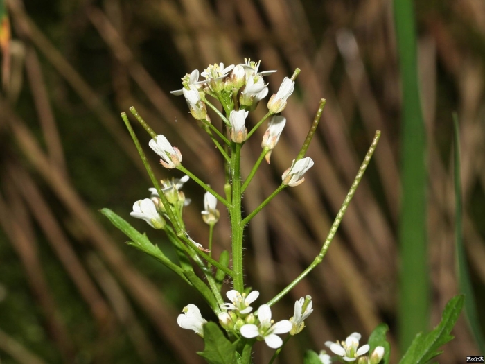 Сердечник-недотрога cardamine impatiens