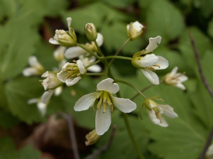 Cardamine waldsteinii
