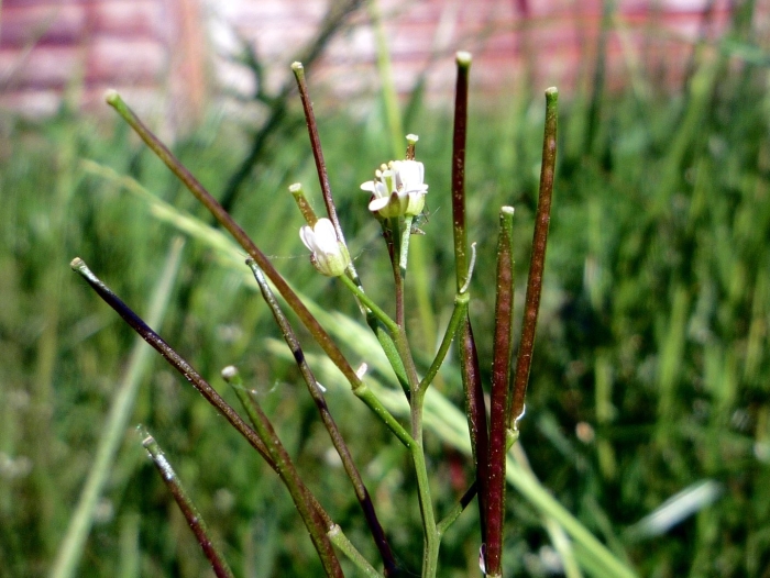 Cardamine flexuosa