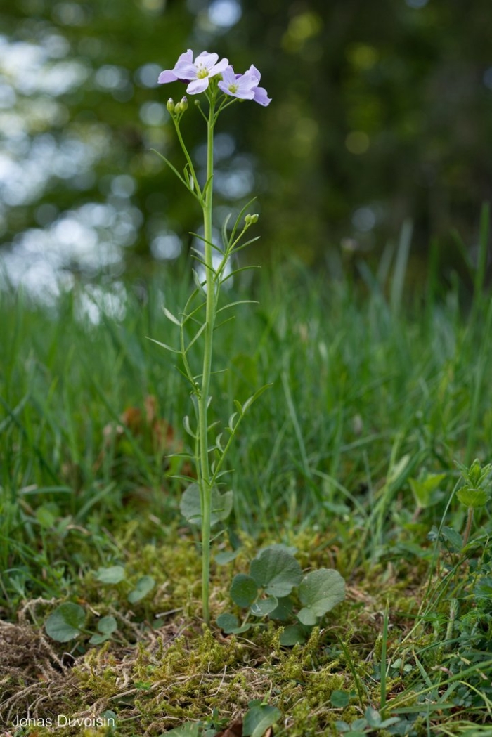 Cardamine pectinata