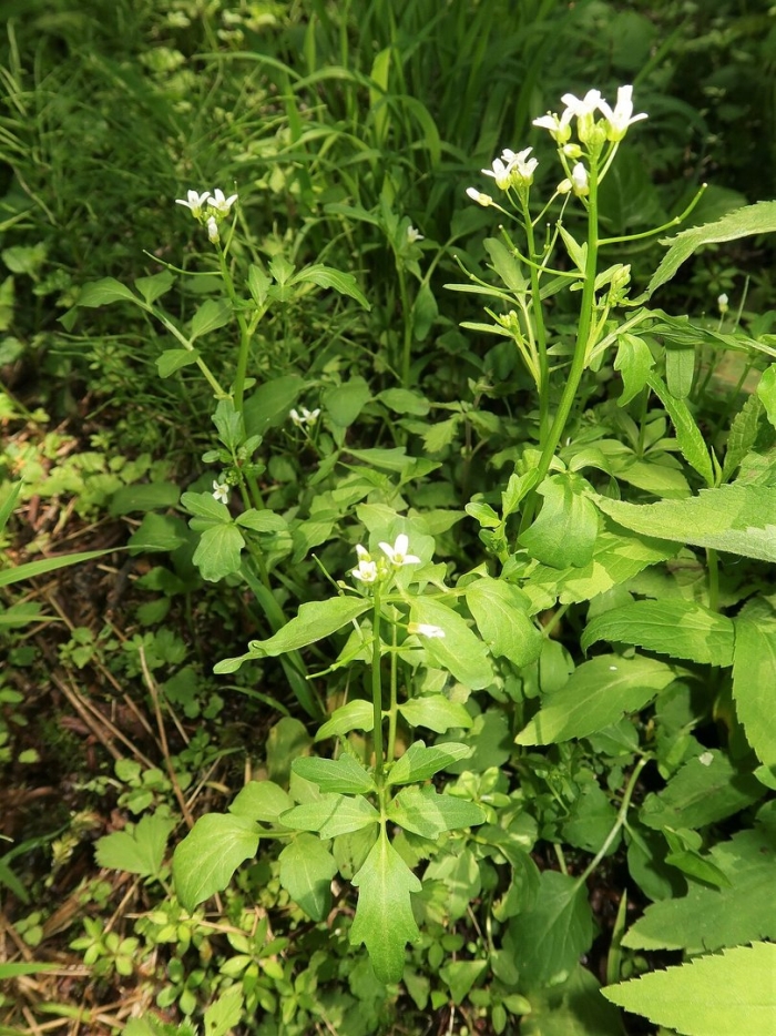 Чесночница черешковая alliaria petiolata
