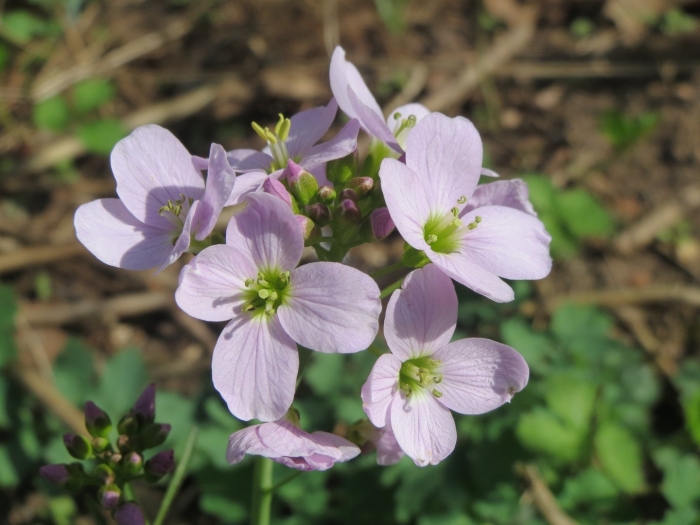 Cardamine waldsteinii