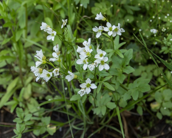 Cardamine amara l.