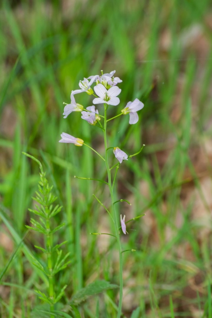 Cardamine pratensis