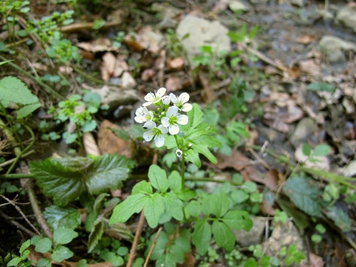 Cardamine trifolia