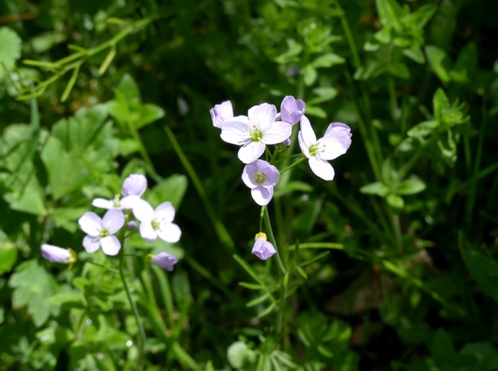 Сердечник луговой
