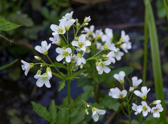Сердечник горький