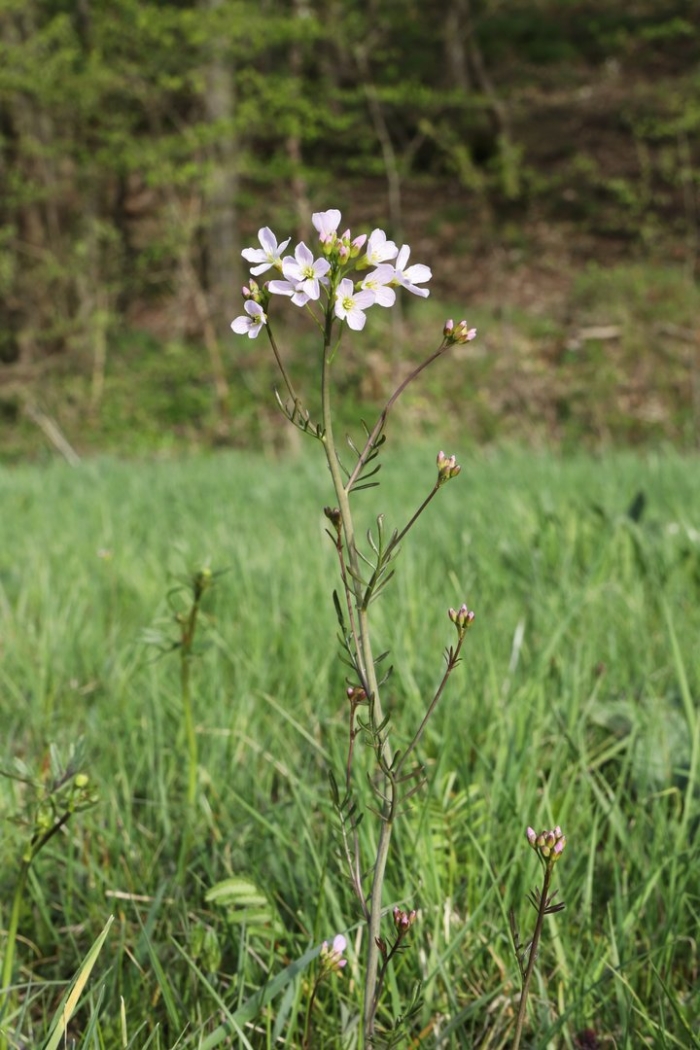 Cardamine pratensis