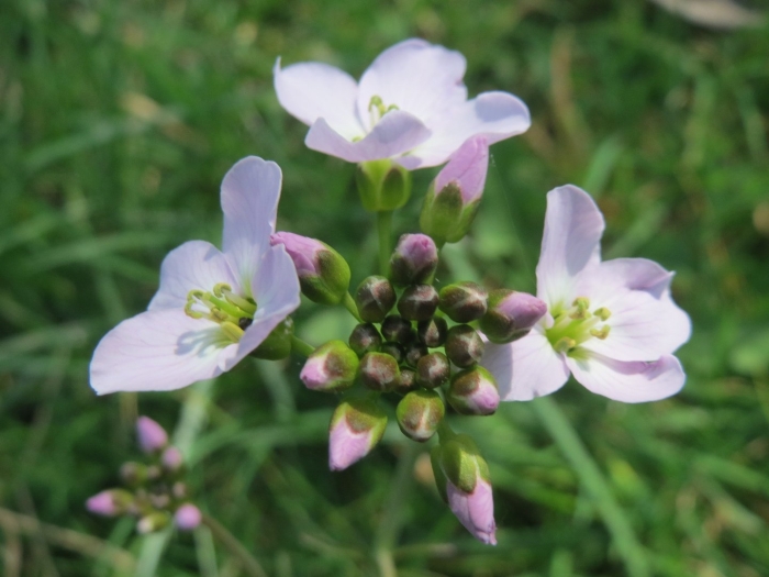 Cardamine pratensis