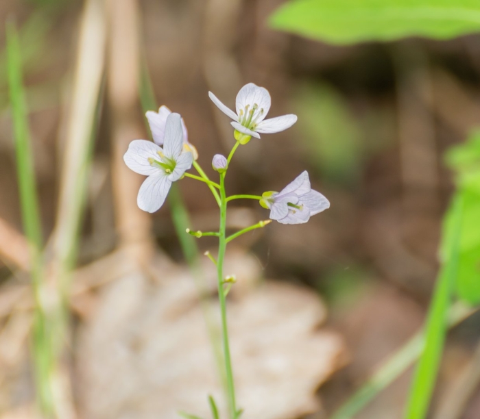 Cardamine pratensis