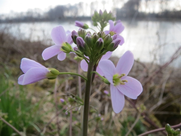 Cardamine purpurea
