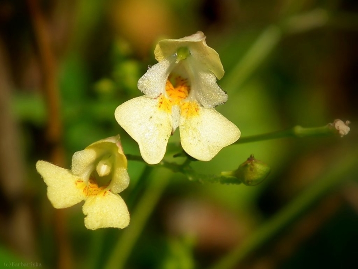 Недотрога мелкоцветковая