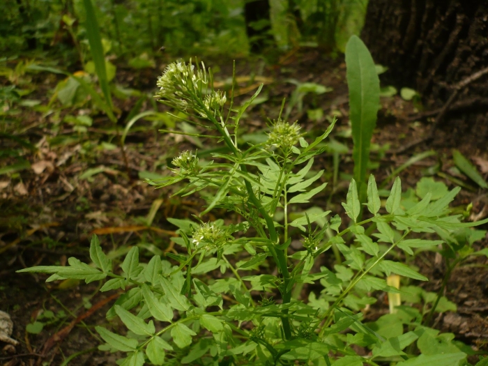 Narrowleaf bittercress
