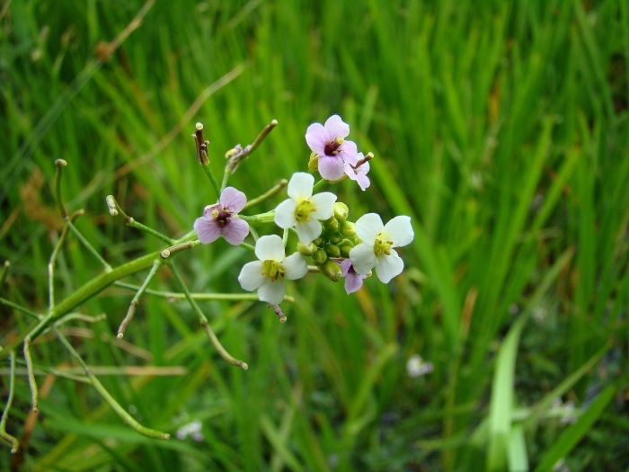 Катран crambe maritima
