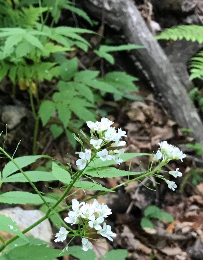 Cardamine macrophylla