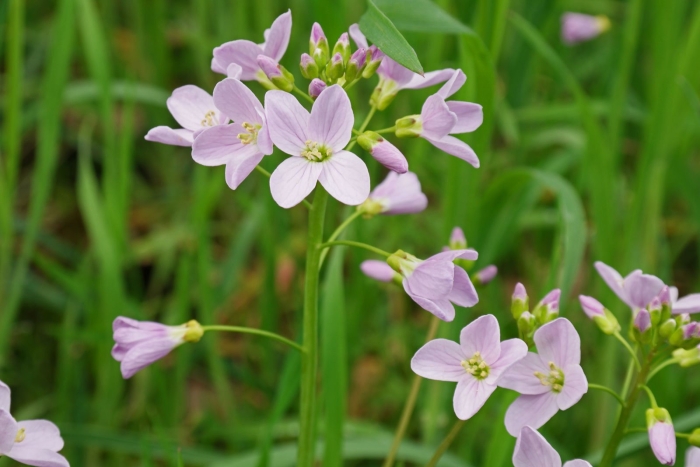 Cardamine pratensis
