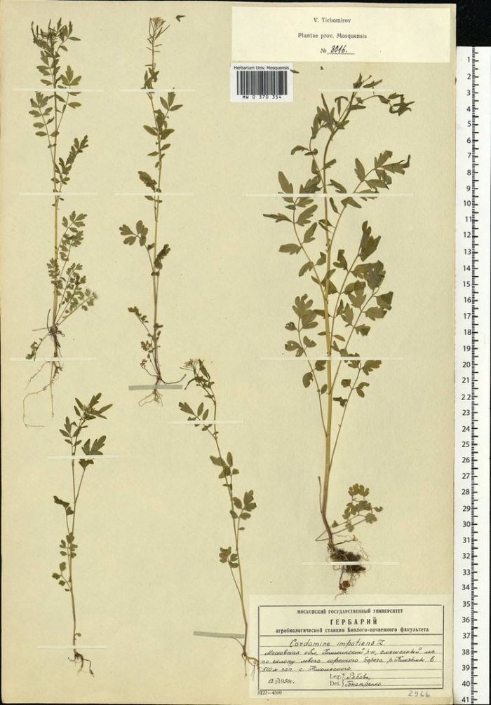 Potentilla norvegica