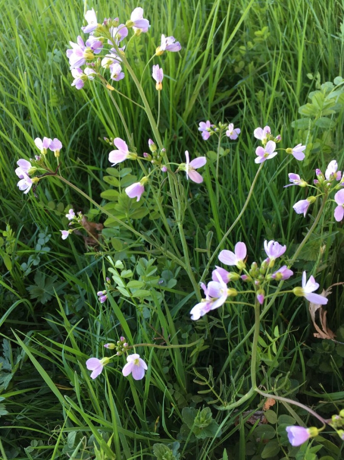 Cardamine pratensis