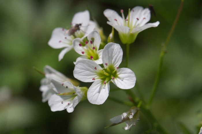 Cardamine bulbifera