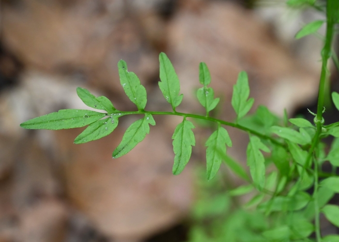 Cardamine impatiens