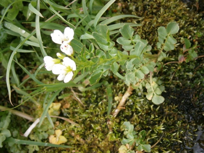 Арабис альпийский многолетний