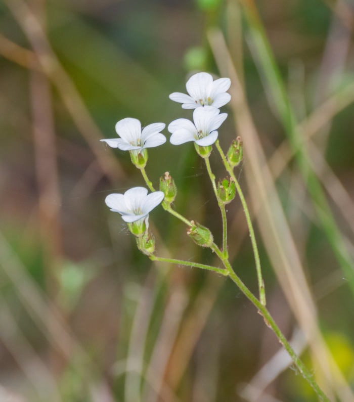 Saxifraga granulata