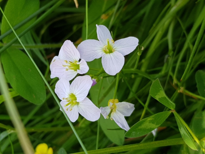 Cardamine pratensis