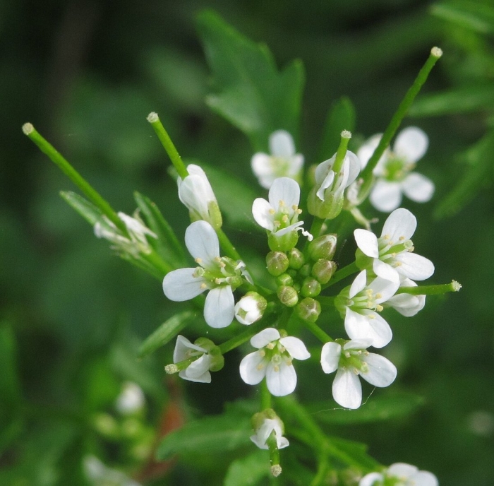 Ярутка полевая