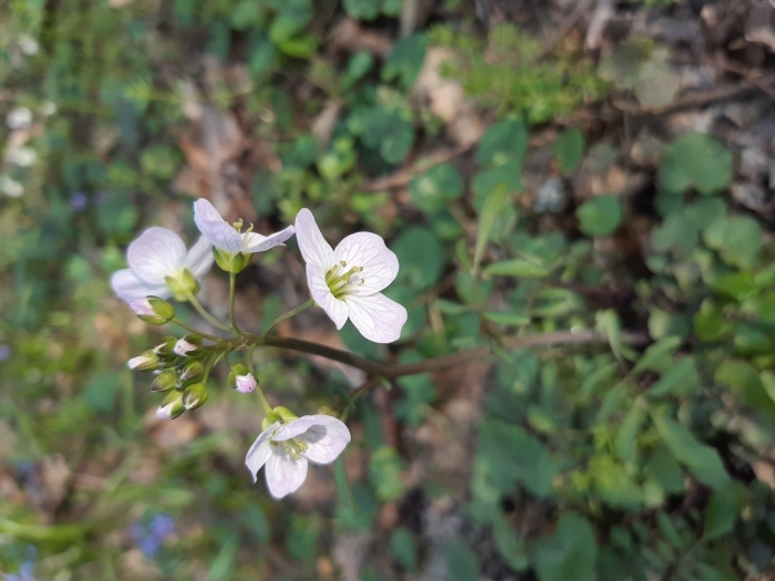 Крестоцветные цветки