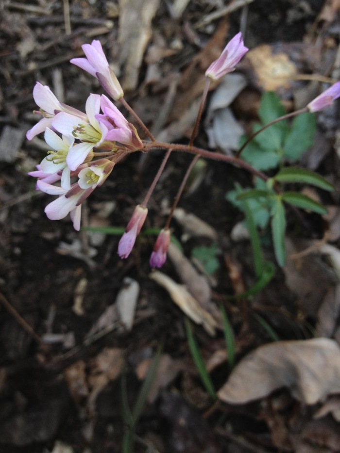 Cardamine angustata