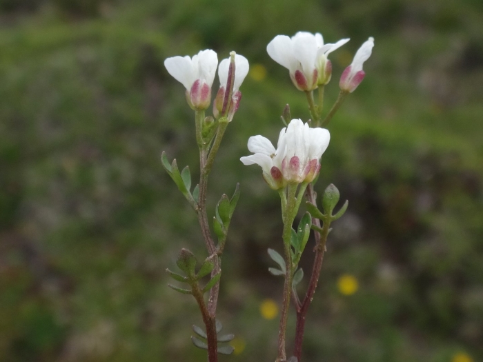 Saxifraga cernua