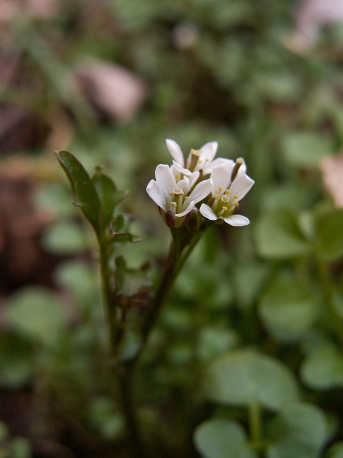 Cardamine hirsuta