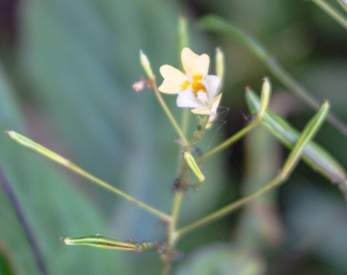 Недотрога мелкоцветковая растение