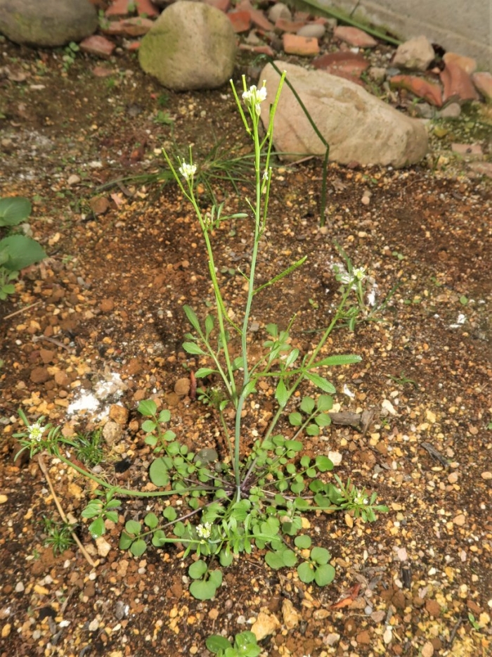 Резушка таля arabidopsis thaliana