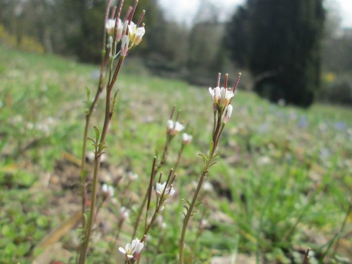 Cardamine corymbosa