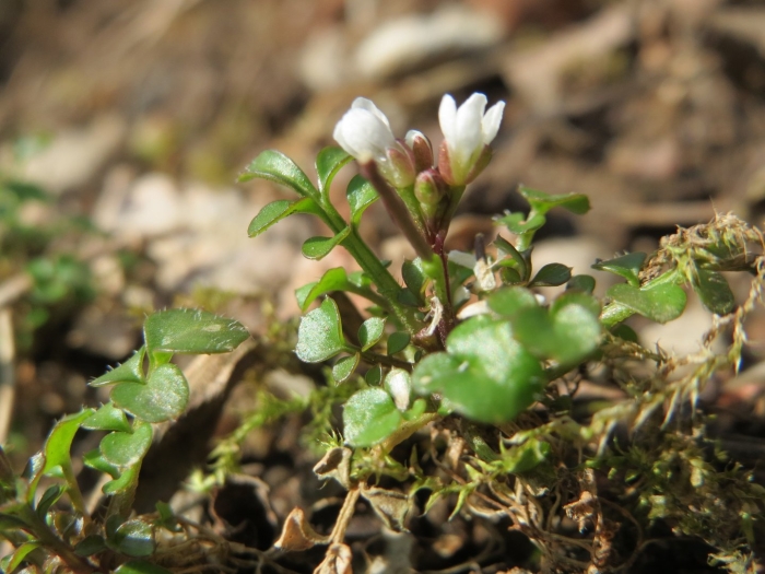 Сердечник шершавый