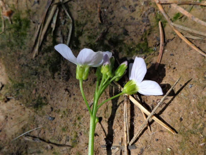 Cardamine californica