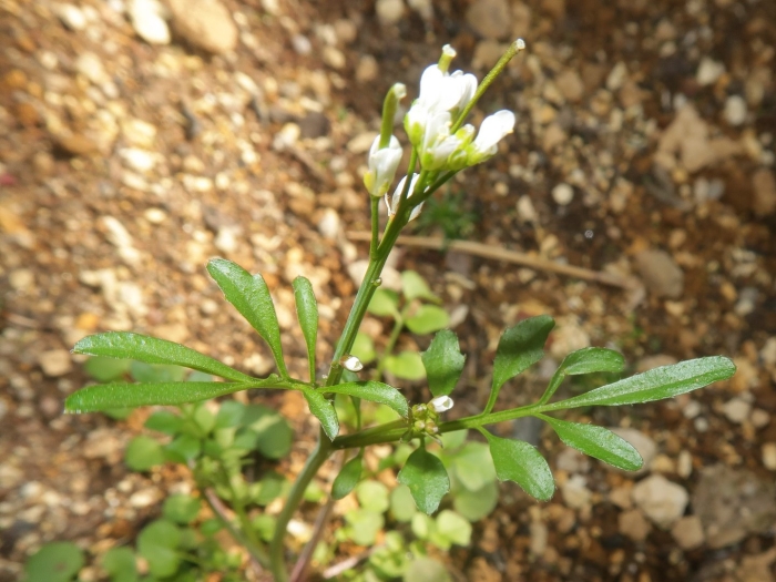 Cardamine hirsuta