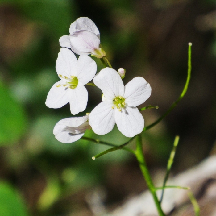 Полевой цветок