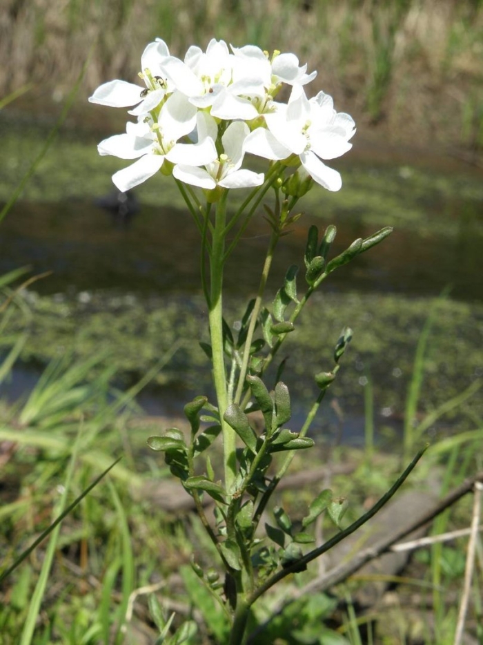 Diplotaxis siettiana