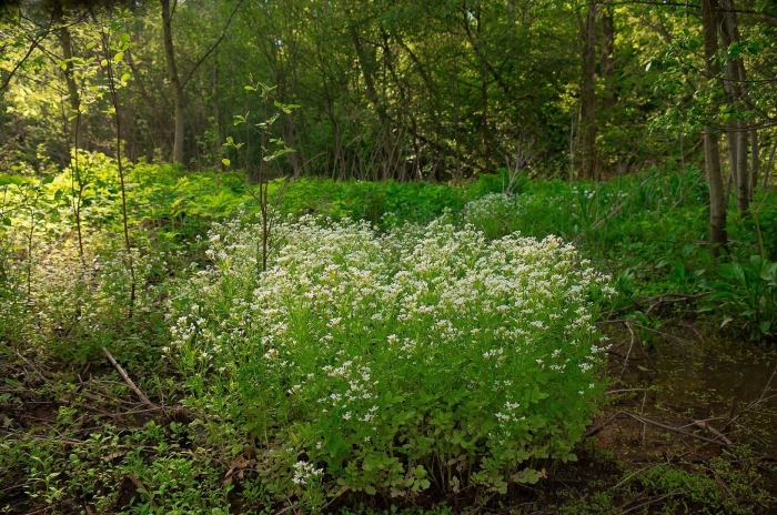 Anthriscus sylvestris