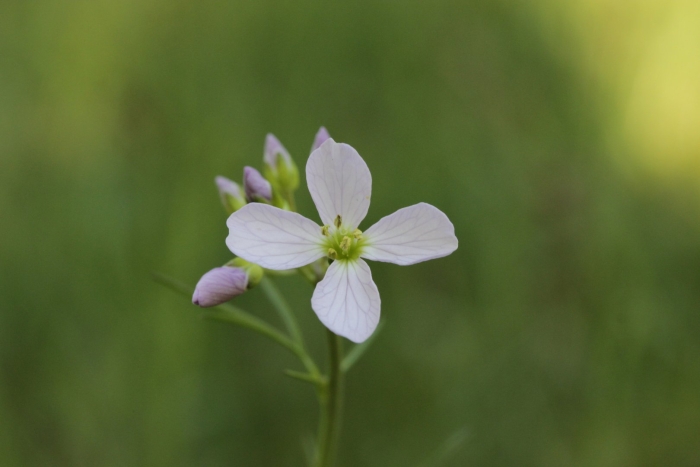 Cardamine pratensis