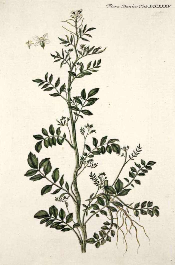 Nasturtium officinale