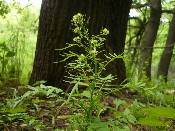 Narrow leaved bittercress