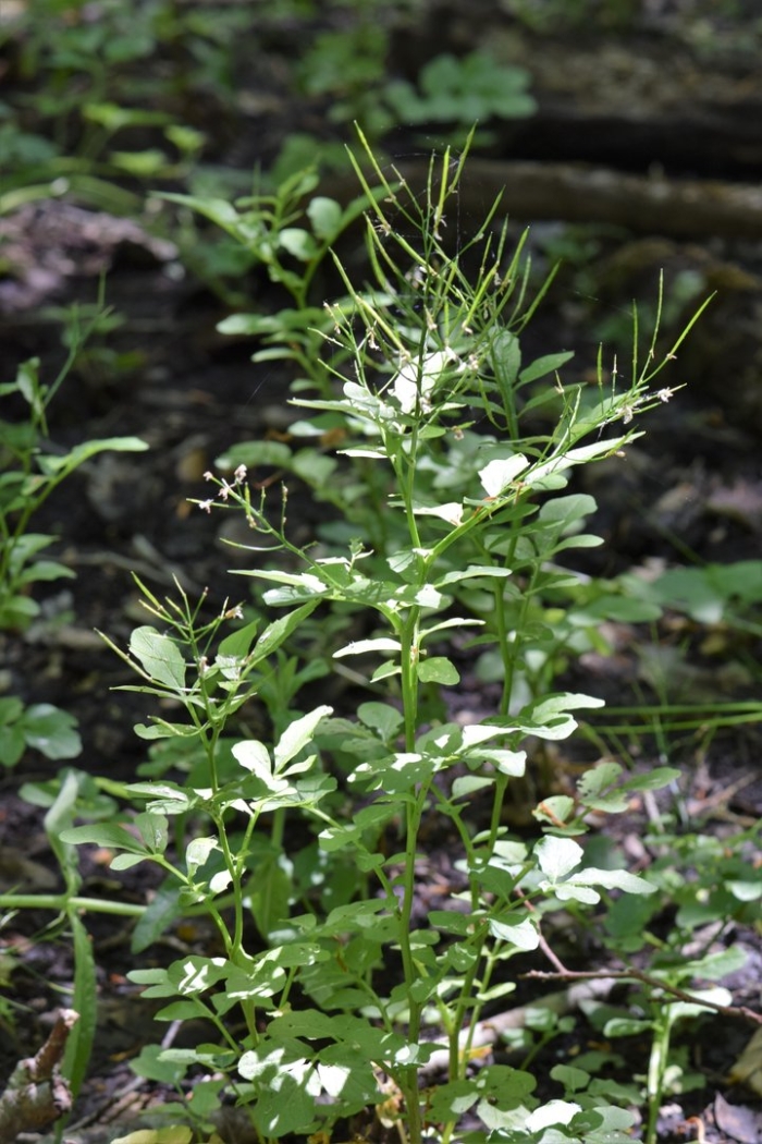 Кардамин лировидный японский
