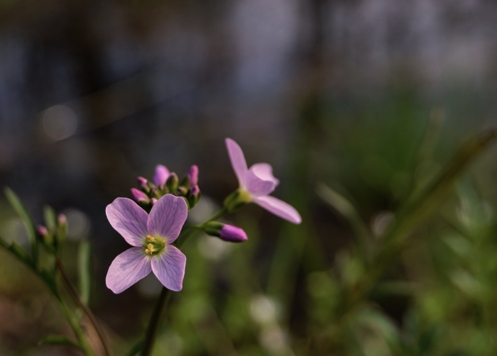 Cardamine pratensis